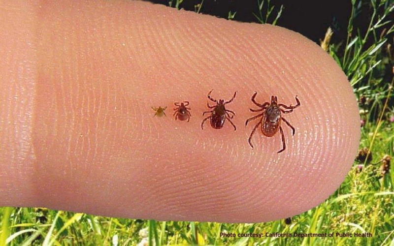 Ticks Lymes Disease